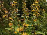 Inula racemosa 15, Trosalant, Saxifraga-Ed Stikvoort : grijze melde Blerick Jochumhof en Missiemuseum s9900 Steyl