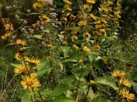 Inula racemosa 17, Trosalant, Saxifraga-Ed Stikvoort : grijze melde Blerick Jochumhof en Missiemuseum s9900 Steyl