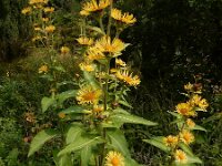 Inula racemosa 18, Trosalant, Saxifraga-Ed Stikvoort : grijze melde Blerick Jochumhof en Missiemuseum s9900 Steyl