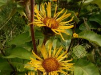 Inula racemosa 19, Trosalant, Saxifraga-Ed Stikvoort : grijze melde Blerick Jochumhof en Missiemuseum s9900 Steyl