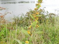 Inula racemosa 2, Trosalant, Saxifraga-Rutger Barendse