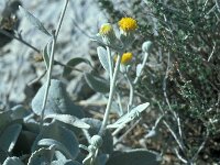 Inula verbascifolia 10, Saxifraga-Jan van der Straaten