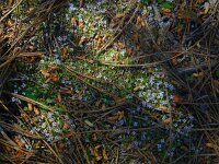 Ionopsidium acaule 4, Saxifraga-Ed Stikvoort