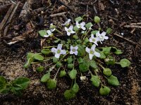 Ionopsidium acaule 6, Saxifraga-Ed Stikvoort