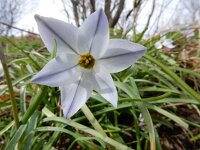 Ipheion uniflorum 2, Voorjaarsster, Saxifraga-Ed Stikvoort