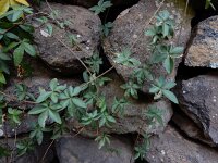 Ipomoea cairica 3, Saxifraga-Ed Stikvoort