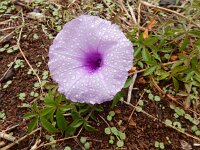 Ipomoea cairica 4, Saxifraga-Ed Stikvoort