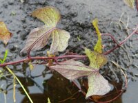 Ipomoea hederacea 3, Saxifraga-Rutger Barendse