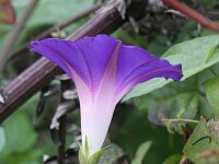 Ipomoea purpurea 12, Saxifraga-Rutger Barendse