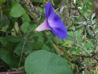 Ipomoea purpurea 13, Saxifraga-Rutger Barendse