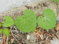 Ipomoea purpurea 8, Saxifraga-Rutger Barendse