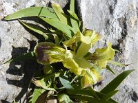 Iris adriatica 4, Saxifraga-Jasenka Topic