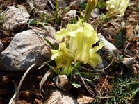 Iris adriatica 5, Saxifraga-Jasenka Topic