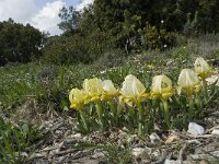 Iris chamaeiris 10, Saxifraga-Willem van Kruijsbergen