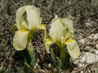 Iris chamaeiris 17, Saxifraga-Willem van Kruijsbergen