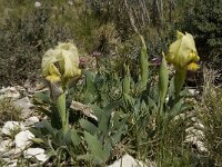 Iris chamaeiris 18, Saxifraga-Willem van Kruijsbergen