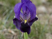 Iris chamaeiris 24, Saxifraga-Willem van Kruijsbergen