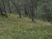 Iris chamaeiris 26, Saxifraga-Willem van Kruijsbergen