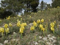 Iris chamaeiris 27, Saxifraga-Willem van Kruijsbergen