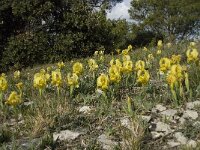 Iris chamaeiris 28, Saxifraga-Willem van Kruijsbergen