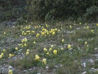 Iris chamaeiris 31, Saxifraga-Willem van Kruijsbergen