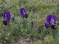 Iris chamaeiris 32, Saxifraga-Willem van Kruijsbergen