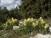 Iris chamaeiris 4, Saxifraga-Willem van Kruijsbergen