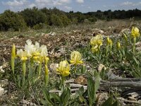 Iris chamaeiris 8, Saxifraga-Willem van Kruijsbergen