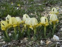 Iris chamaeiris 9, Saxifraga-Willem van Kruijsbergen