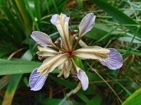 Iris foetidissima 10, Stinkende lis Saxifraga-Hans Grotenhuis