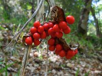 Iris foetidissima 2, Stinkende lis, Saxifraga-Ed Stikvoort