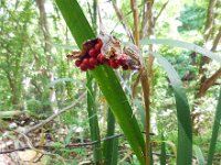 Iris foetidissima 3, Stinkende lis, Saxifraga-Ed Stikvoort