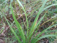 Iris foetidissima 5, Stinkende lis, Saxifraga-Rutger Barendse