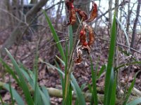 Iris foetidissima 7, Stinkende lis, Saxifraga-Jelle van Dijk