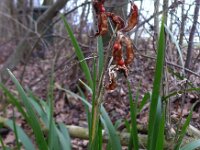 Iris foetidissima 7, Stinkende lis, Saxifraga-Jelle van Dijk