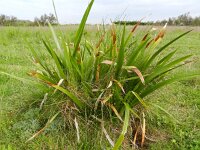 Iris foetidissima 8, Stinkende lis, Saxifraga-Rutger Barendse