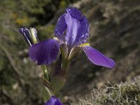 Iris germanica 3, Saxifraga-Willem van Kruijsbergen