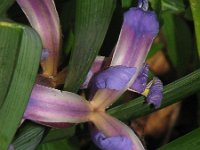 Iris graminea 5, Saxifraga-Jasenka Topic