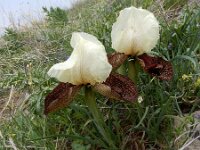 Iris iberica ssp elegantissima 5, Saxifraga-Ed Stikvoort : Jerevan - Garni s9900