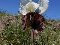 Iris iberica ssp elegantissima 6, Saxifraga-Ed Stikvoort : Gyumri - noordwest Armenië - Zvartnots A900
