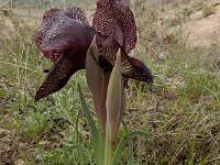 Iris iberica ssp lycotis 17, Saxifraga-Ed Stikvoort : Jerevan - Areni - Noravank s9900