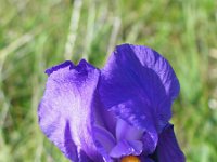 Iris illyrica 2, Saxifraga-Jasenka Topic