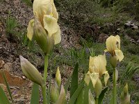 Iris imbricata