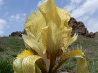 Iris imbricata 5, Saxifraga-Ed Stikvoort : Kapan - Sisian s9900