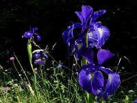 Iris latifolia 2, Saxifraga-Ed Stikvoort : ZW van Cordiñanes de Valdeón s9900