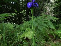 Iris latifolia 3, Saxifraga-Ed Stikvoort : ZW van Cordiñanes de Valdeón s9900
