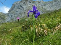 Iris latifolia 4, Saxifraga-Ed Stikvoort : Posada de Valdeón - Espinama s9900