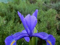 Iris latifolia 5, Saxifraga-Ed Stikvoort : Refugio de Aliva - Sotres s9900