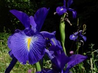 Iris latifolia 6, Saxifraga-Ed Stikvoort : ZW van Cordiñanes de Valdeón s9900
