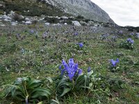 Iris planifolia 10, Saxifraga-Harry Jans